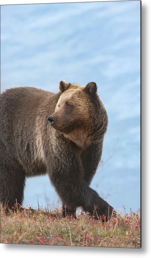 Mark Miller Photos Metal Print featuring the photograph Grizzly's Attention by Mark Miller