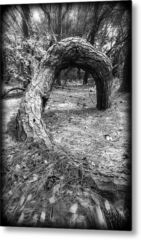 Pine Metal Print featuring the photograph Grounded by Alan Raasch