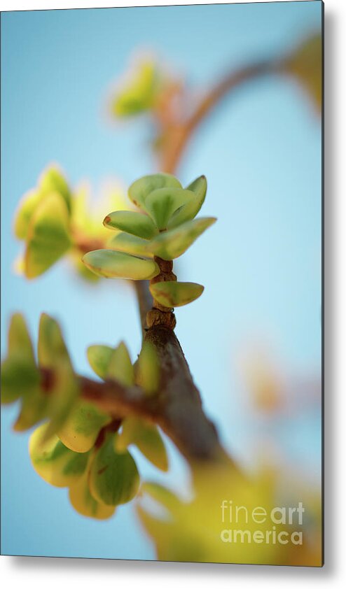 Plant Metal Print featuring the photograph Growth by Ana V Ramirez