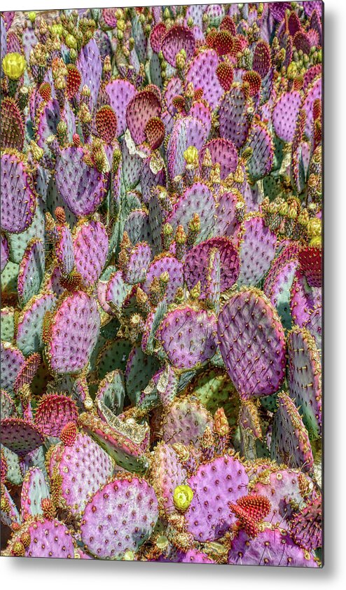 Cactus Metal Print featuring the photograph H D R Purple Prickly Pear 3 by Aimee L Maher ALM GALLERY