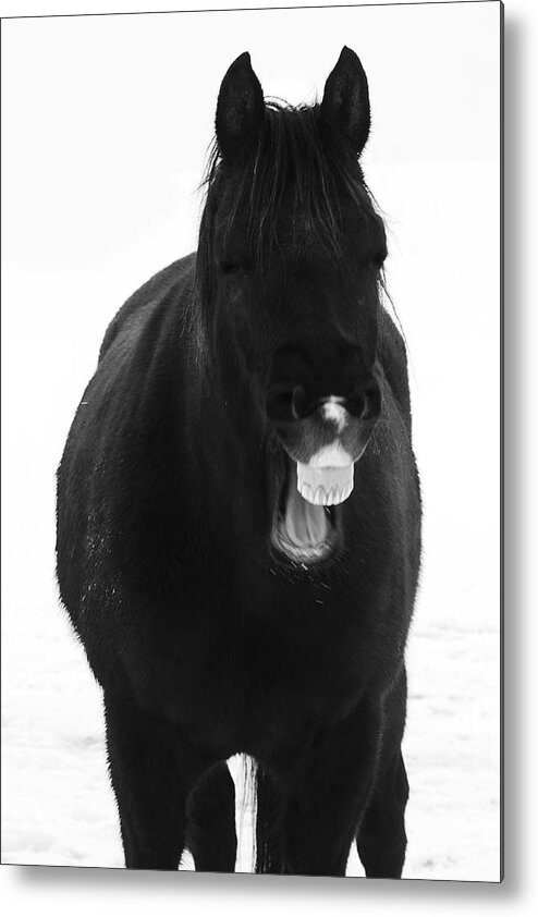 Animals Metal Print featuring the photograph Ha Ha Ha Ha by Carl Amoth