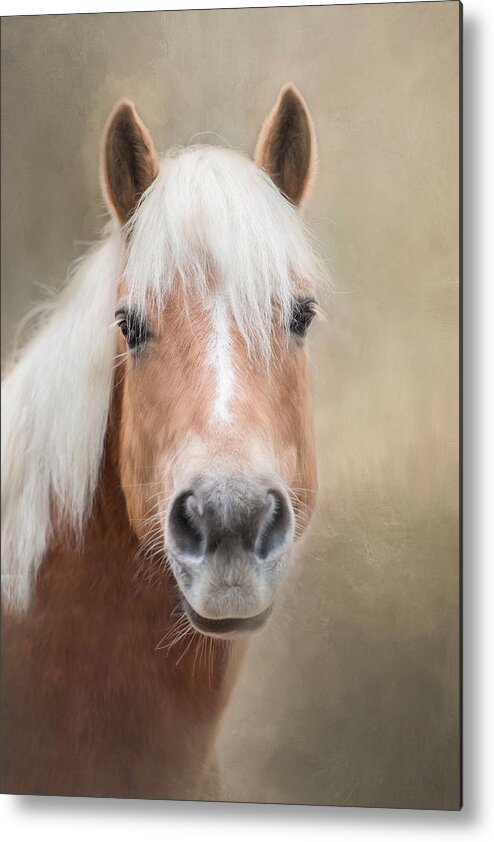 Horse Metal Print featuring the photograph Haflinger by Robin-Lee Vieira