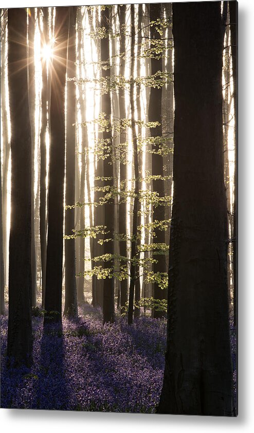 Hallerbos Metal Print featuring the photograph Hallerbos Enchanted forest sunrise by Dirk Ercken