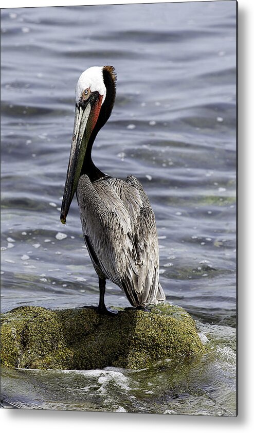Pelican Metal Print featuring the photograph Handsome by Mark Harrington