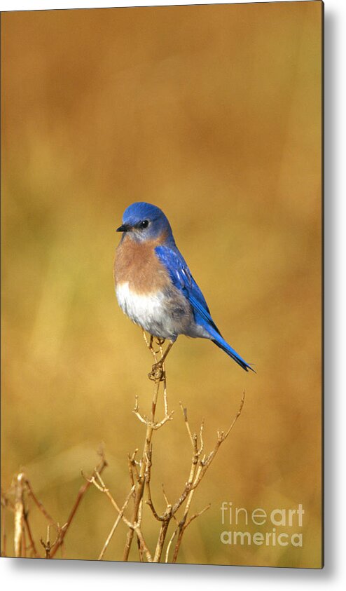 Bird Metal Print featuring the photograph Happy Blue Bird by John Harmon