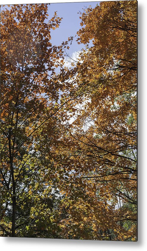 Happy Fall Y'all Metal Print featuring the photograph Happy Fall Yall by Teresa Mucha