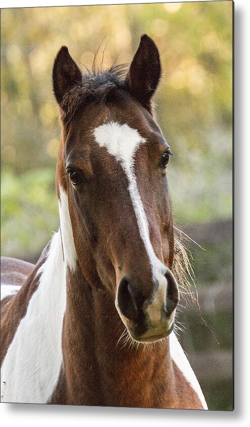 Brown Metal Print featuring the photograph Happy Horse by Suanne Forster