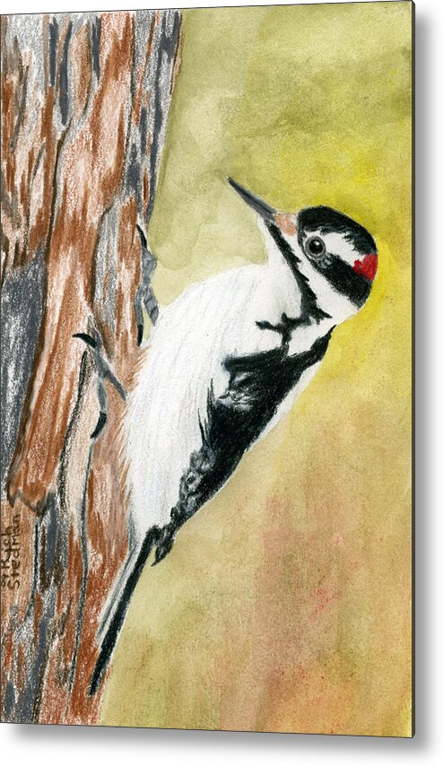 Woodpecker Metal Print featuring the drawing Harry the Hairy Woodpecker by Richard Stedman