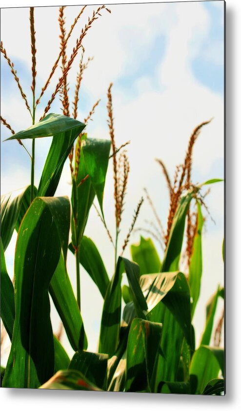 Farm Metal Print featuring the photograph Harvest Corn Stalks by Angela Rath