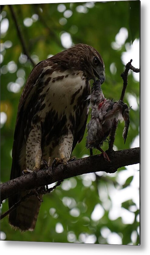 Red Tailed Hawk Metal Print featuring the photograph Hawks Meal by Brooke Bowdren