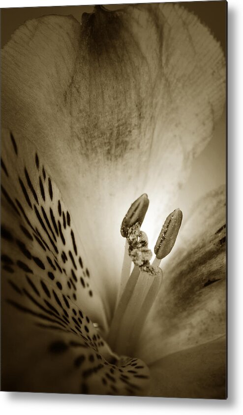 Alstroemeria Metal Print featuring the photograph Heart And Soul of Alstroemeria by Terence Davis