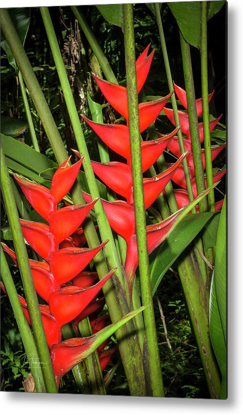 Flowers Metal Print featuring the photograph Heliconia by Jim Thompson