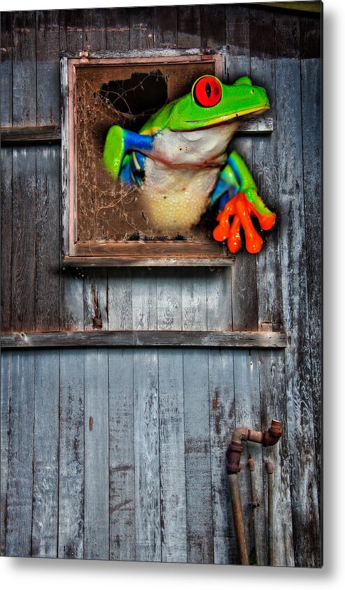 Frog Metal Print featuring the photograph Hello World by Harry Spitz