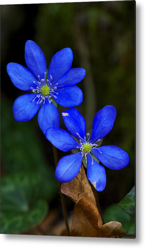 Blossom Metal Print featuring the photograph Hepatica nobilis by Ivan Slosar