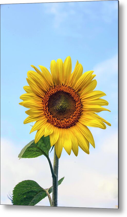  Metal Print featuring the photograph Here comes the Sun by ChelleAnne Paradis