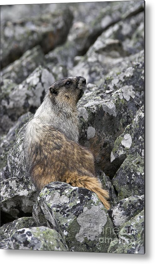 Wildlife Metal Print featuring the photograph Heroic Hoary Marmot by Royce Howland