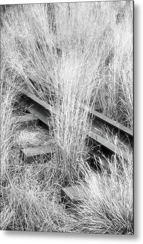 Plants Metal Print featuring the photograph Hidden Rails by Cate Franklyn