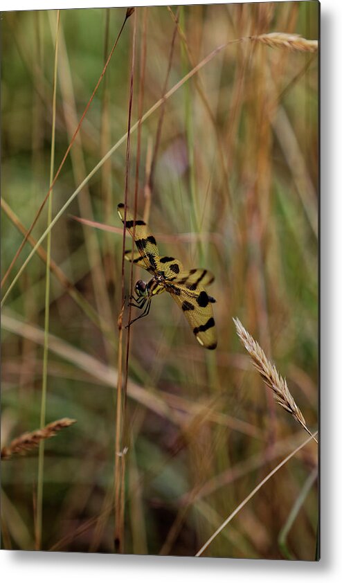 Halloween Pennant Metal Print featuring the photograph Hiding in the tall grass by Steve Gravano
