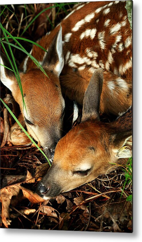 Fawns Metal Print featuring the photograph Hiding Twin Whitetail Fawns by Michael Dougherty