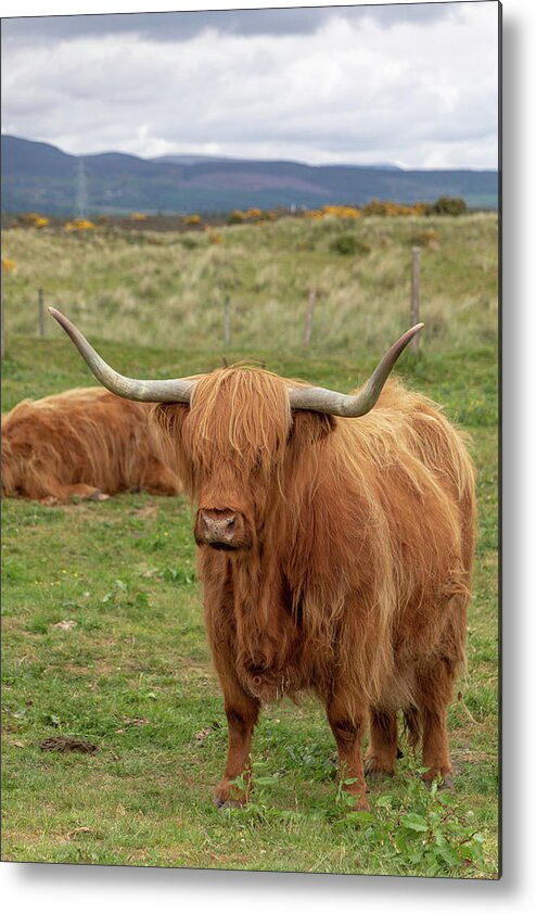Animal Metal Print featuring the photograph Highland Cow 1396 by Teresa Wilson