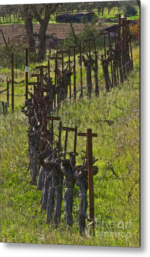 Napa Metal Print featuring the photograph Hillside Vines #1 by Mark Ali