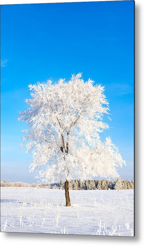 Hoar Frost Metal Print featuring the photograph Hoar Frost by Nebojsa Novakovic