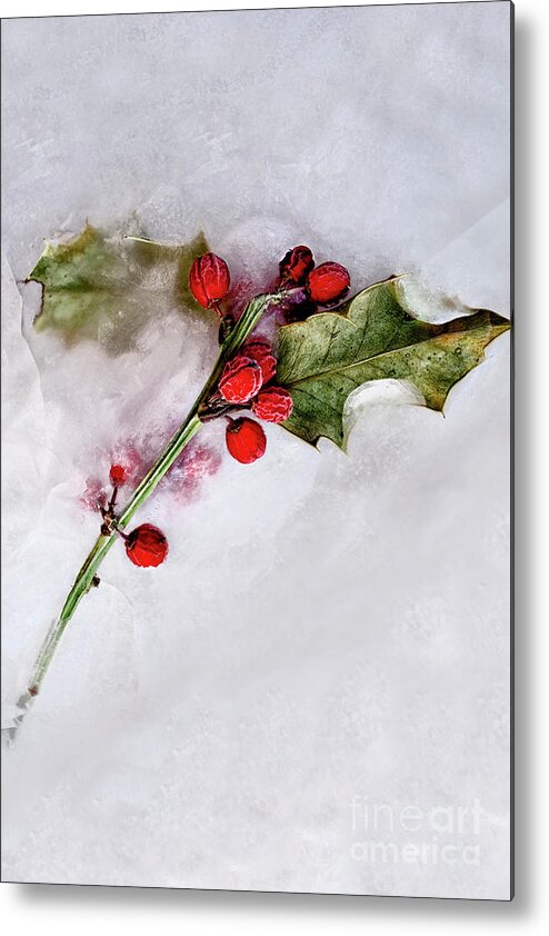 Holly Metal Print featuring the photograph Holly 4 by Margie Hurwich