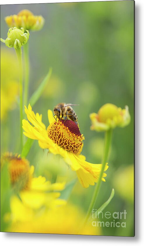 Honey Bee Metal Print featuring the photograph Honey Bee on Helenium Riverton Beauty Flower by Tim Gainey
