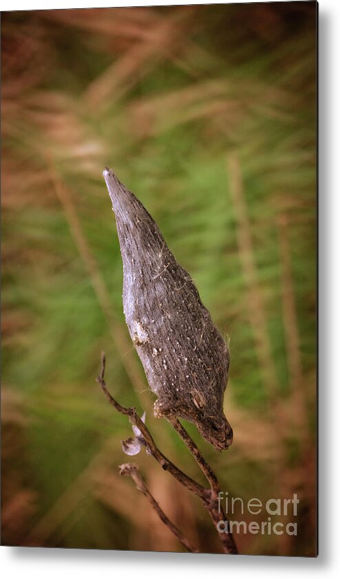 2016 Horicon Marsh In November Metal Print featuring the photograph Horicon Marsh - Milkweed by Mary Machare