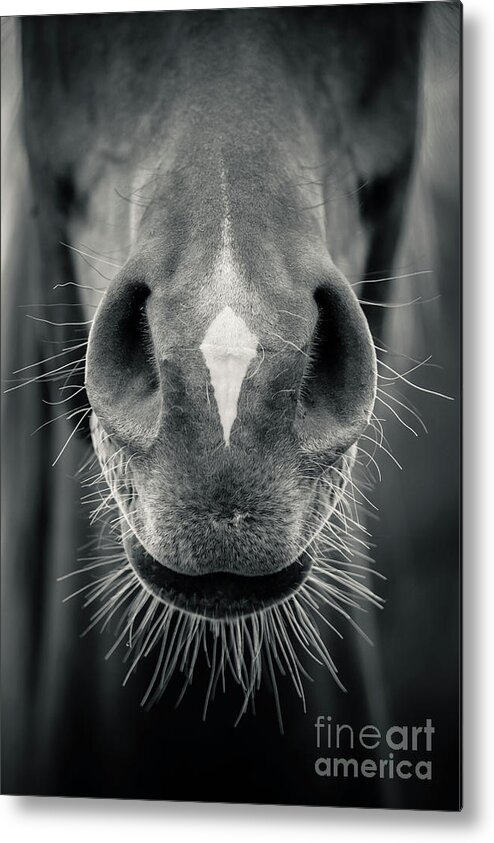 Horse Metal Print featuring the photograph Horse head closeup Black and White by Dimitar Hristov