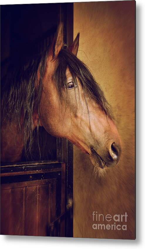 Breed Metal Print featuring the photograph Horse Portrait by Carlos Caetano