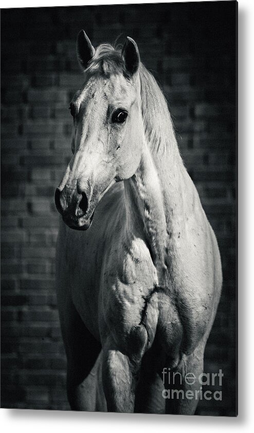 Horse Metal Print featuring the photograph Horse portrait on the brick background II by Dimitar Hristov