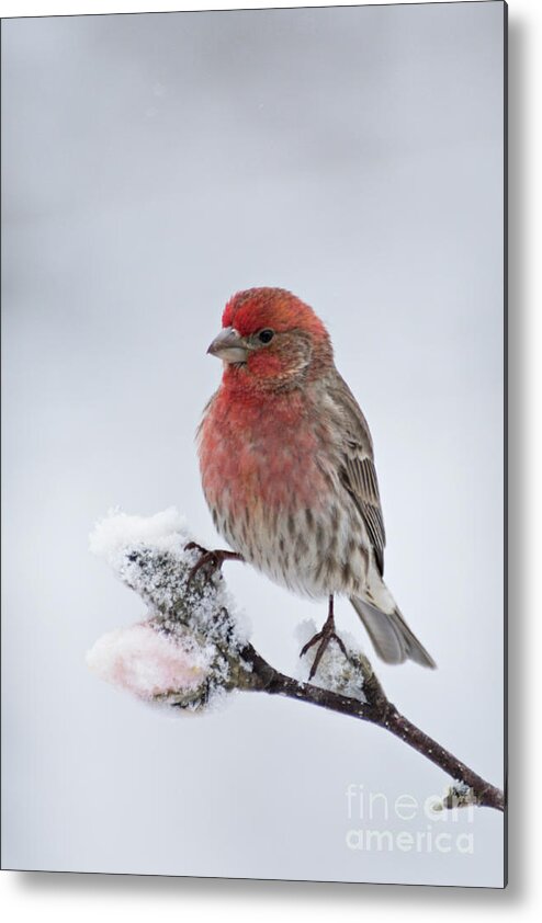 House Metal Print featuring the photograph House Finch and Spring Snowfall - D010346 by Daniel Dempster