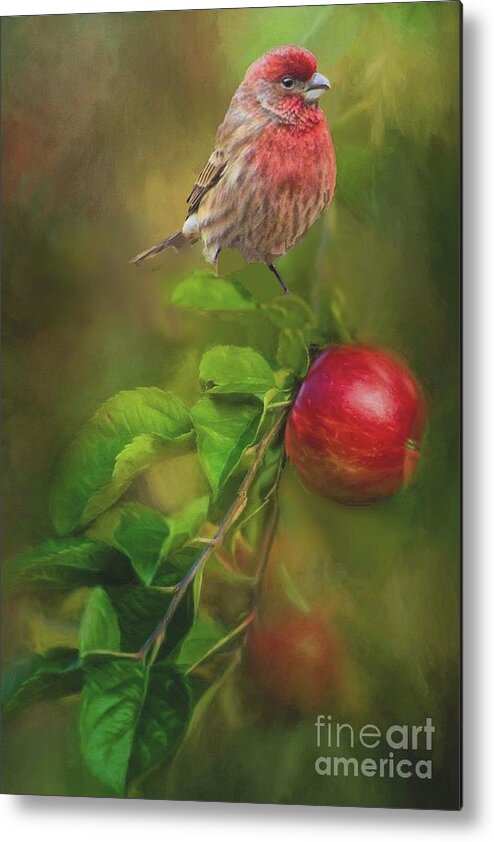 House Finch Metal Print featuring the photograph House Finch on Apple Branch 2 by Janette Boyd