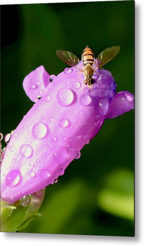 Hover Fly Metal Print featuring the photograph Hoverfly on Pink Flower by Sarah Lilja
