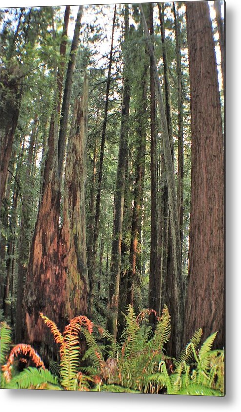 Humboldt Redwood Trees Metal Print featuring the photograph Humboldt Redwoods by Daniele Smith