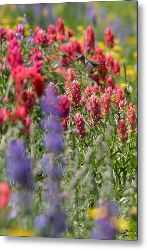 Wildflower Metal Print featuring the photograph Hummingbird with Wildflowers by Brett Pelletier