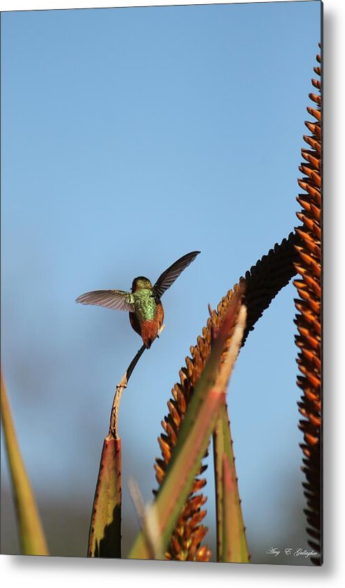 Hummingbird Metal Print featuring the photograph Hummingbird Yoga by Amy Gallagher