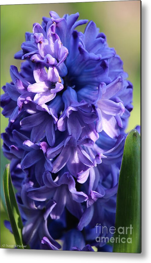 Flower Metal Print featuring the photograph Hyacinth Highlights by Susan Herber