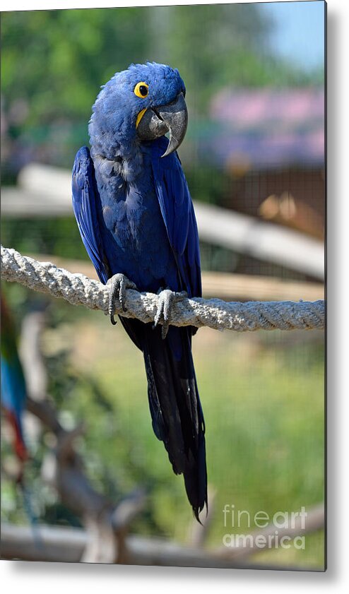 Hyacinth Macaw Metal Print featuring the photograph Hyacinth Macaw by George Atsametakis