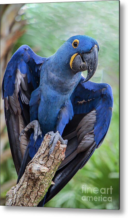 Macaw Metal Print featuring the photograph Hyacinth Macaw by Jeff Breiman