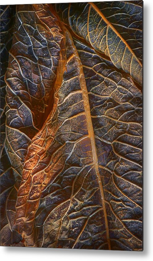 Abstract Metal Print featuring the photograph Hydrangea Leaves - Right by Nikolyn McDonald