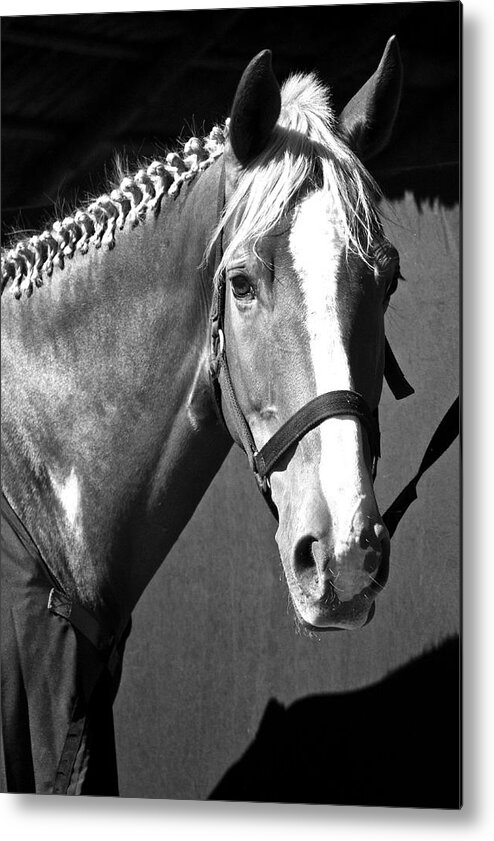 Horse Metal Print featuring the photograph I Am Ready For Prime Time by Venetia Featherstone-Witty