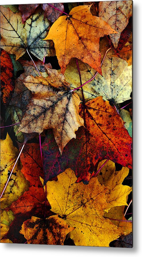 Fall Color Metal Print featuring the photograph I Love Fall 2 by Joanne Coyle