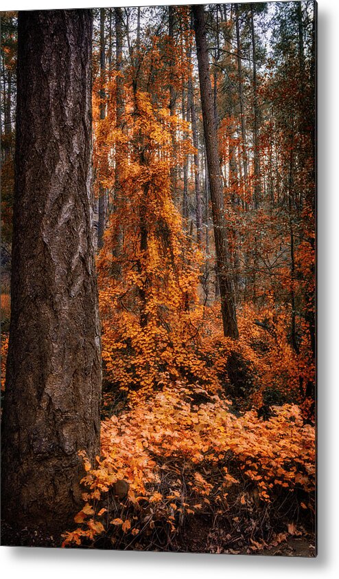 Fall Colors Metal Print featuring the photograph I Love Fall by Saija Lehtonen