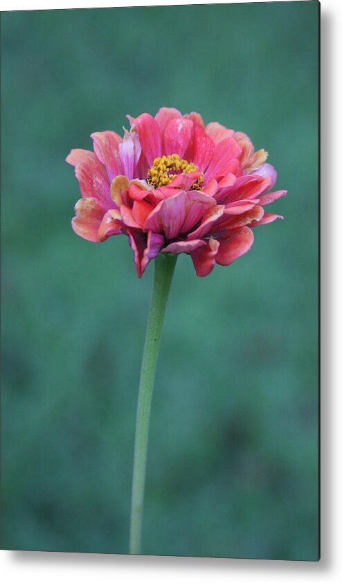 Flowers Metal Print featuring the photograph I must have flowers... by Vadim Levin