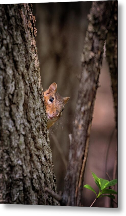 Squirrel Metal Print featuring the photograph I See You by Susan Rissi Tregoning