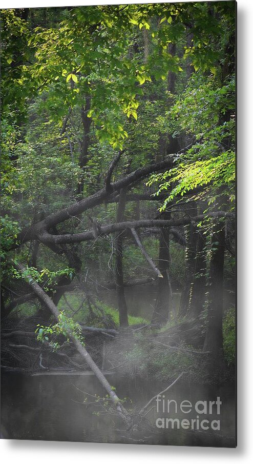 Scenic Tours Metal Print featuring the photograph If A Tree Falls In The Woods by Skip Willits