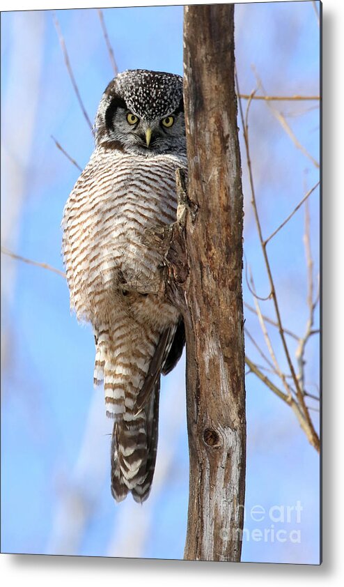 Hawk Owl Metal Print featuring the photograph If looks could kill by Heather King