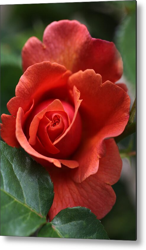 Rose Metal Print featuring the photograph I'm Listening by Tammy Pool
